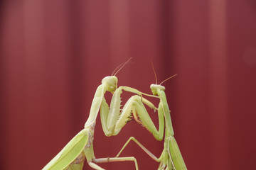 Mantis on a red background. Mating mantises. Mantis insect predator.