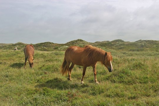 Two dun horses with long manes in Denmark, Europe. In the Blaabjerg dunes plantation on the southern west coast with dunes, moor and heathland between Nymindegab and Henne Strand.