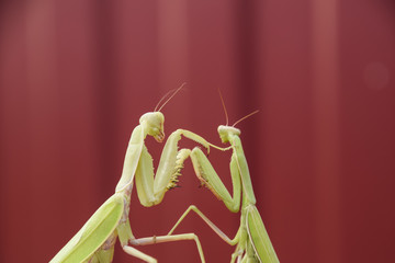 Mantis on a red background. Mating mantises. Mantis insect predator.