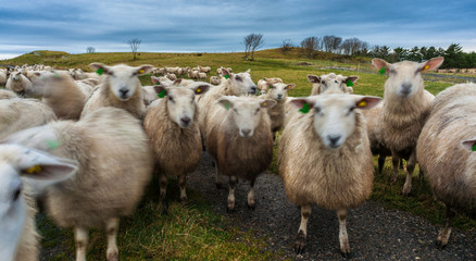 we who are about to be eaten salute you