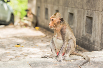 Monkey sitting on the cement wall