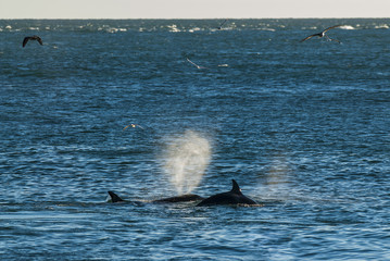 Fototapeta premium Killer Whale