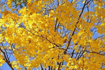 Colorful golden yellow foliage of a maple tree in autumn