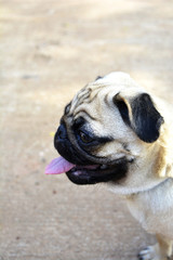 cute little Pug dog with wrinkles