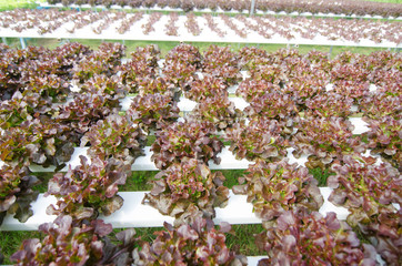 Hydroponics vegetables growing in greenhouse, Thailand