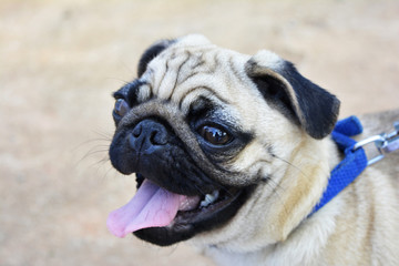 cute little Pug dog 