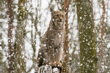 Luchs auf Baum im Winter