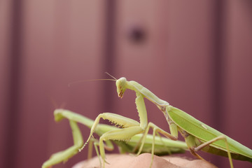 Mantis on a red background. Mating mantises. Mantis insect predator.