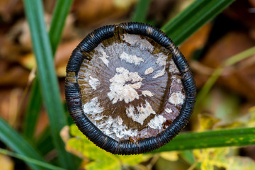 Top of shaggy ink cap mushroom