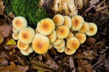 Cluster of unedible mushrooms