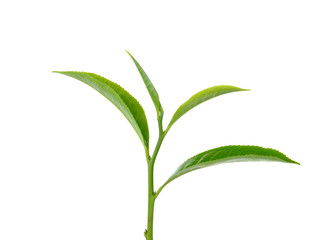 green tea leaf  on white background