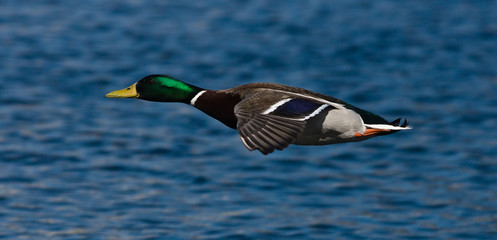 Obraz premium mallard
