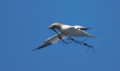 gannet
