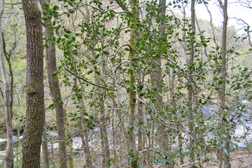 Tres in spring 