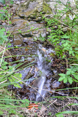 Stream with leaves and trees in Clyne woods, Swansea, UK