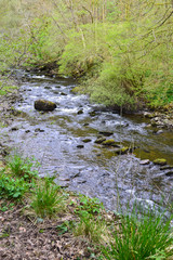 Stream with leaves and trees in Clyne woods, Swansea, UK