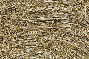 rice straw background