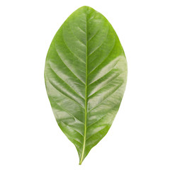 Obraz premium green leaf isolated on white background