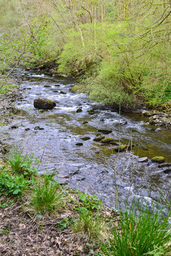 Stream with leaves and trees in Clyne woods, Swansea, UK