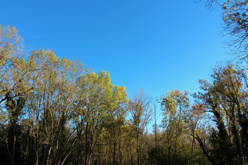 Fototapeta premium cime des arbres d'automne