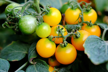 Yellow tomato.