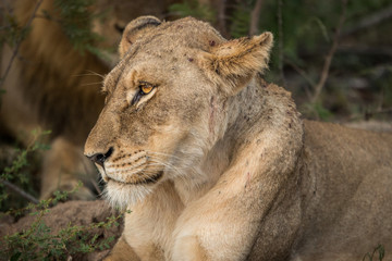 Resting Lioness.