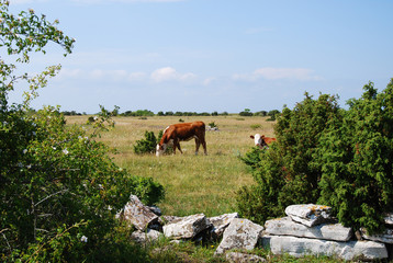 Calm scenery with grazing cattle