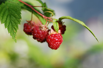 Growing ripe raspberries