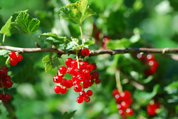 Branch with red currants