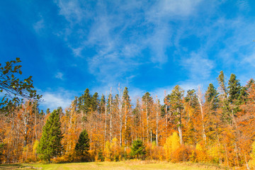     Beautiful colorful wood on lake Bajer, autumn landscape, Fuzine, Gorski kotar, Croatia 