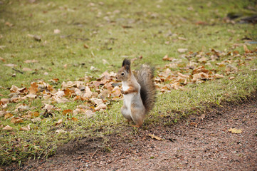 A squirrel