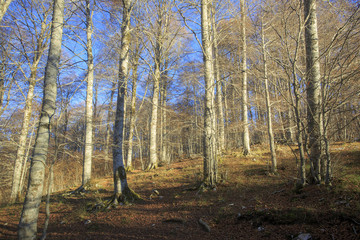 Fototapeta premium Passo di Forca d'acero in autunno, un bosco tra Lazio e Abruzzo. Alberi, rocce e mille colori della natura 