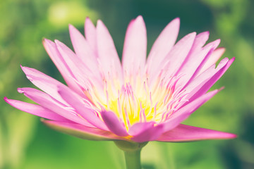 Obraz premium Pink lotus flower growing upright on nature background