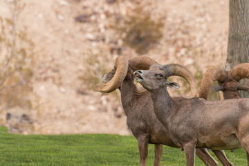 Rutting Desert Bighorn Sheep Rams