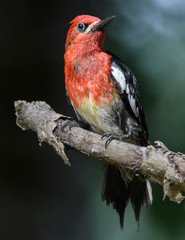 Red-breasted Sapsucker, Lake Sammamish Park