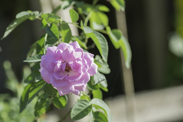  pink rose with the morning sun