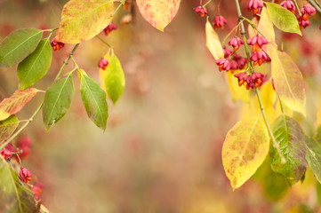 Bittersweet berries background