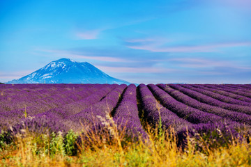 Lavendel, Felder und Berge in der Provence