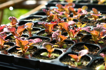 red lettuce in seeding tray closeup