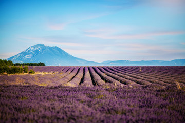 Fototapeta na wymiar Lavendel, Felder und Berge in der Provence