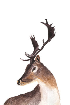 Deer portrait hand drawn watercolor illustration