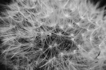 Black and white abstract close up macro of dandelion head that has gone to seed