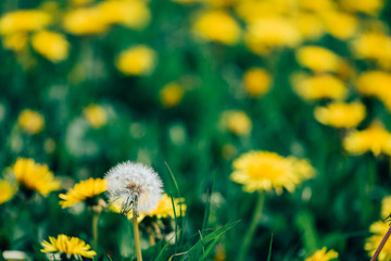 Obraz premium Single dandelion that has gone to seed in a field of yellow blooming flowering dandelions