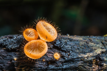 Strange mushrooms deep in the forest