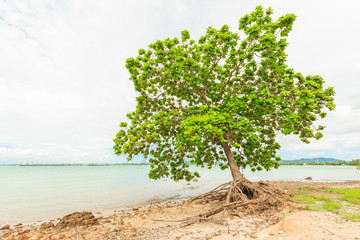Old leaned Sea Almond tree on sea shore