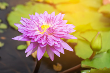 Purple lotus flower growing upright