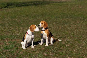 dogs breed beagle