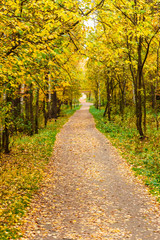 Autumn in pine and birch forest