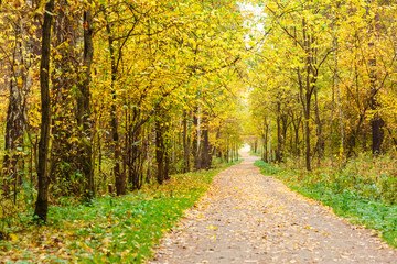 Fototapeta premium Autumn in pine and birch forest