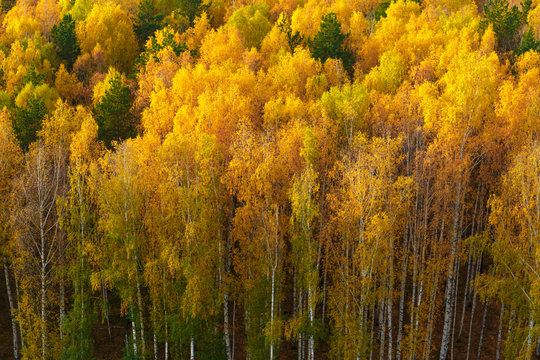 Fototapeta Autumn in pine and birch forest